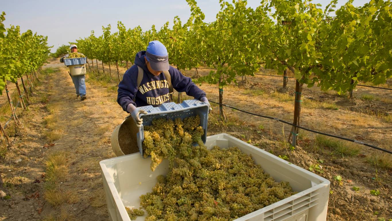 Harvesting Riesling grapes in a vineyard in Washington