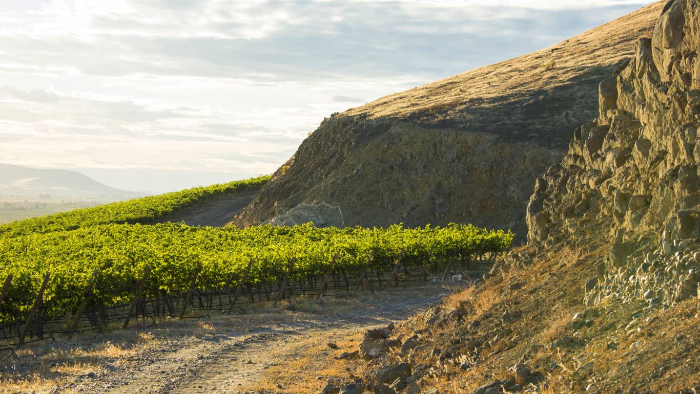 Upland vineyards and rocky terroir in Washington