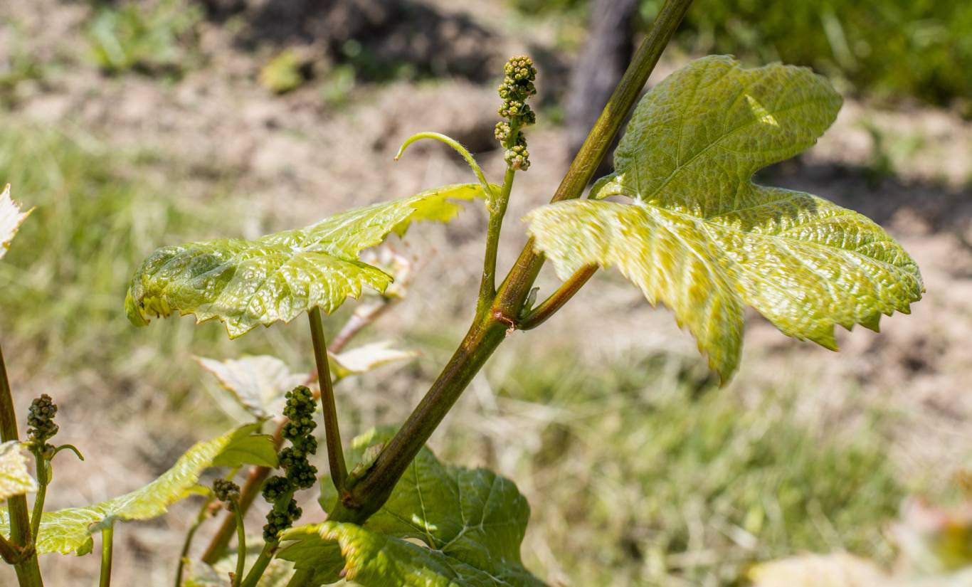 Chardonnay grapes starting to grow on the vine in Henners vineyard, East Sussex