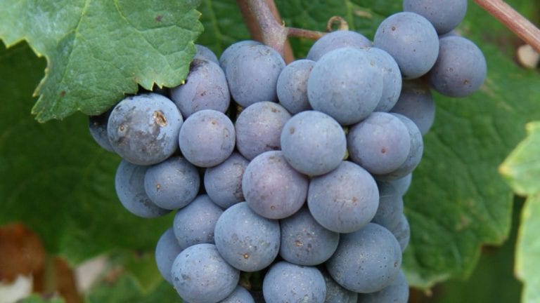 Pinot Meunier grape variety