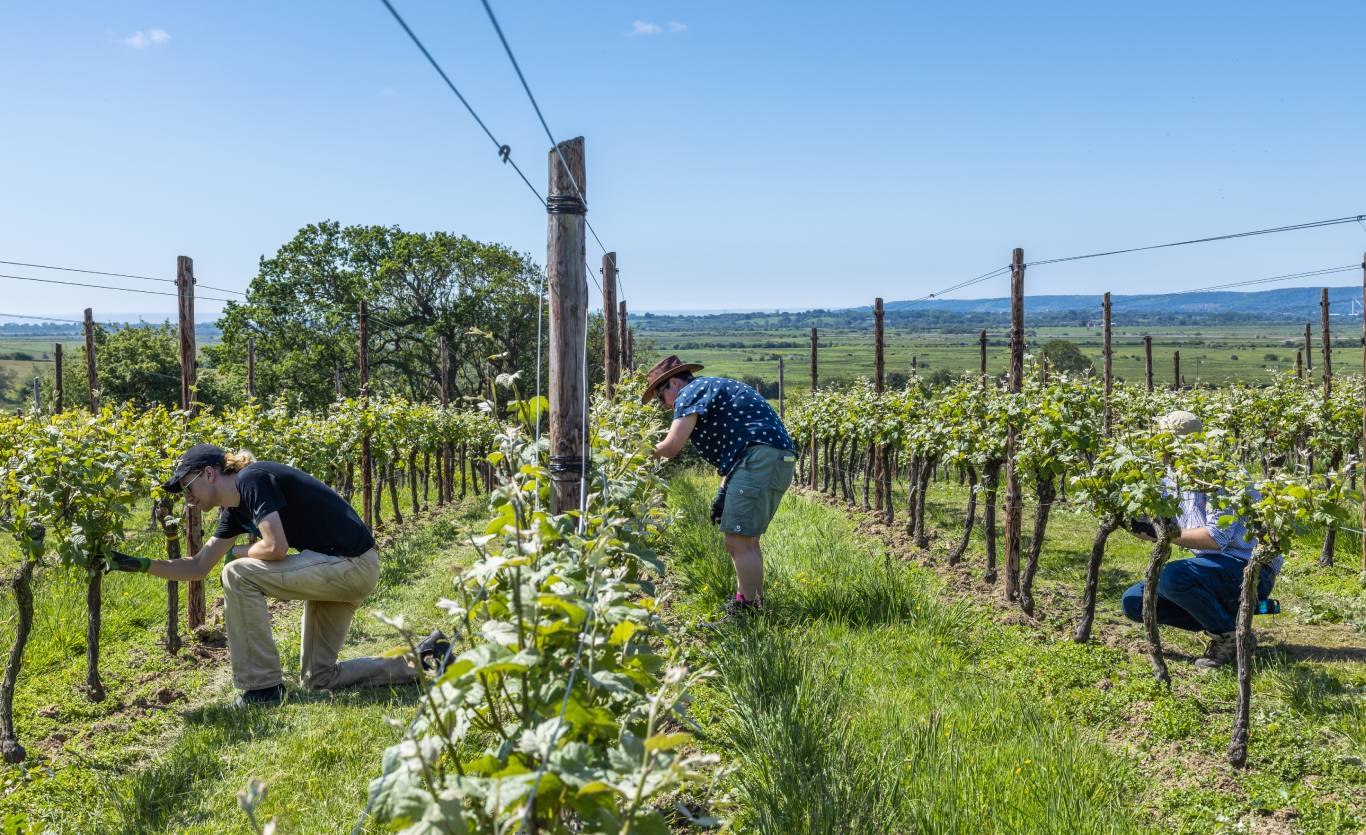 Three people working in the vineyard at Henners, East Sussex