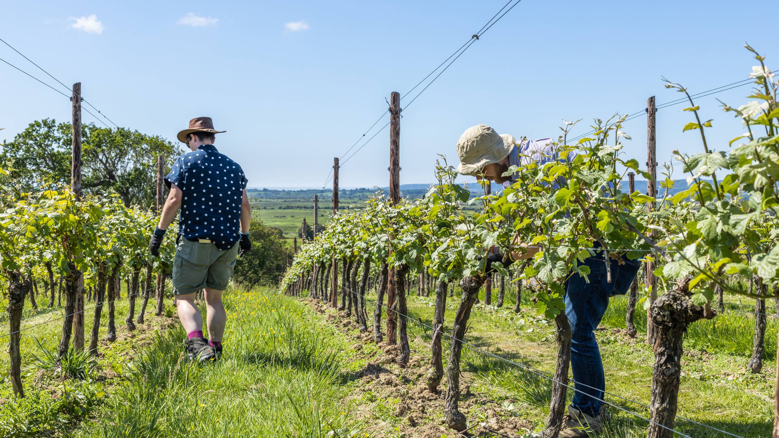 Two men working in Henners vineyard in East Sussex, England