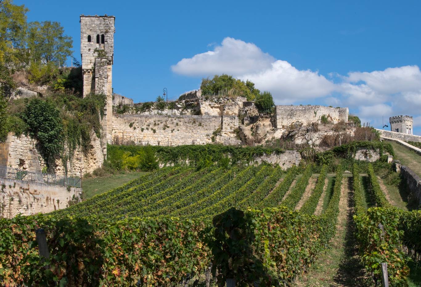 Vineyard in sunny St Emilion, Bordeaux