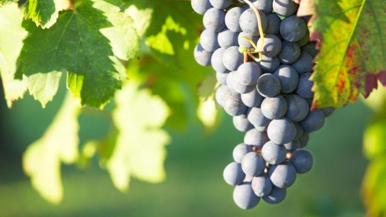 Nebbiolo grape variety on the vine