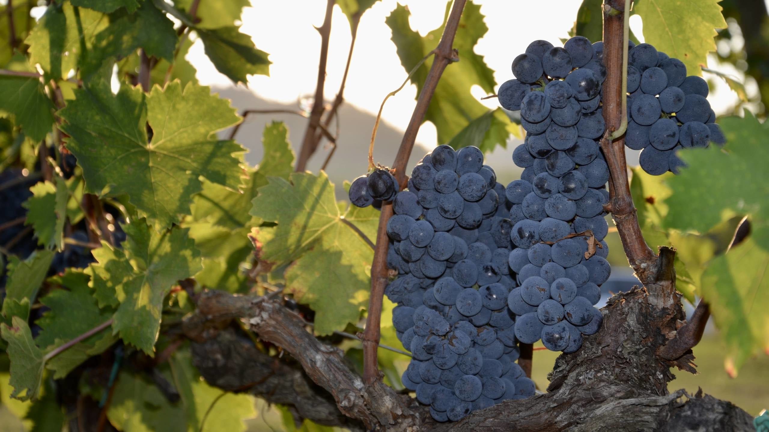 Nero d'Avola grape variety on the vine