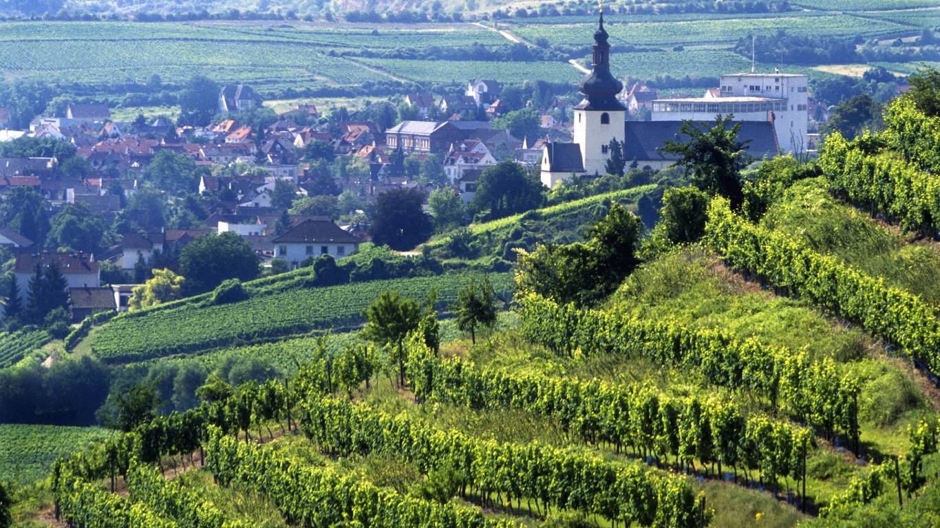 Sloping vineyards of Rheinhessen wine region with views of the town in the distance