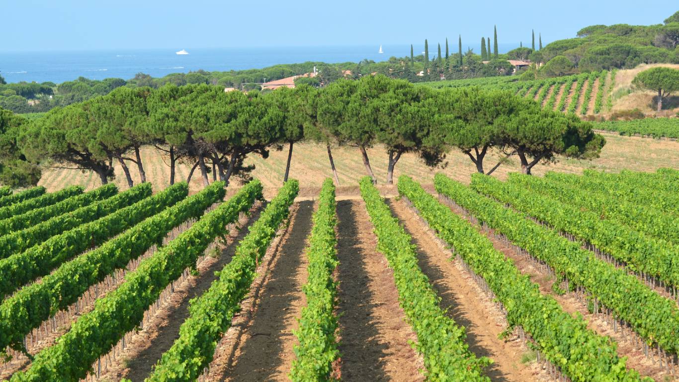 Vineyard in Provence wine region, France