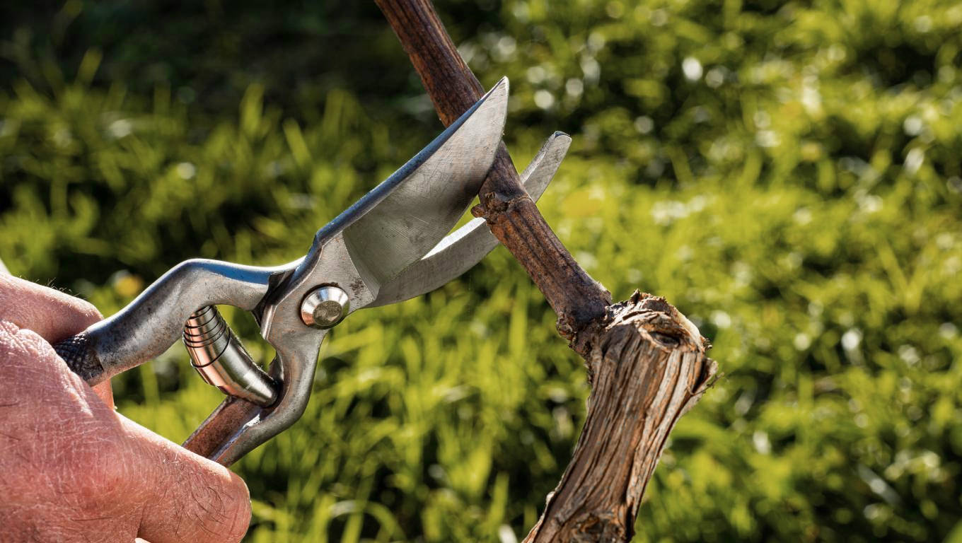 Close-up of a vine grower hand. Prune the vineyard with professional steel scissors
