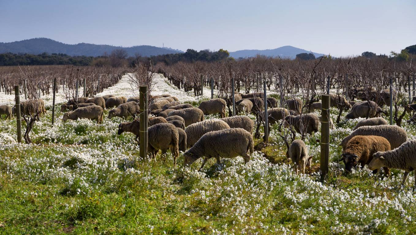 Sheep roaming the vineyard at Chateau Leoube winery