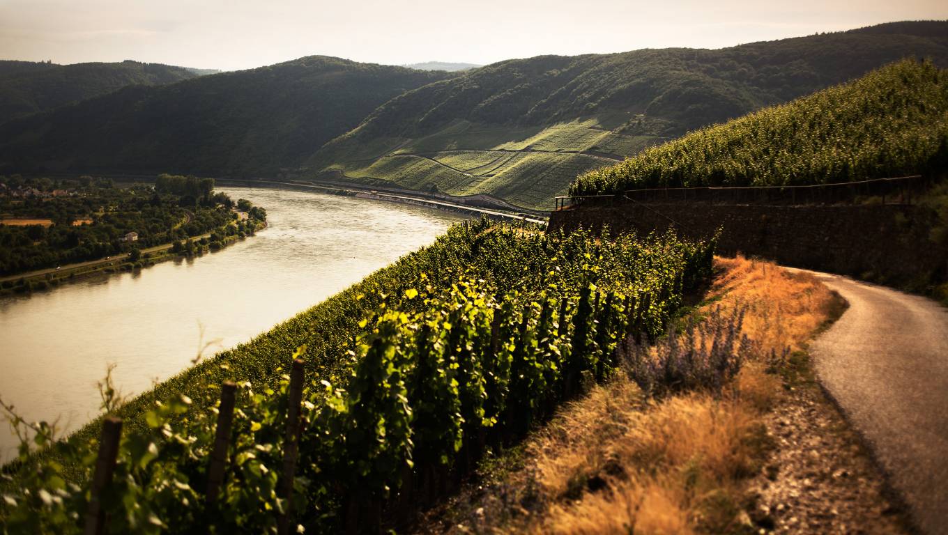 Vineyard by river in Germany
