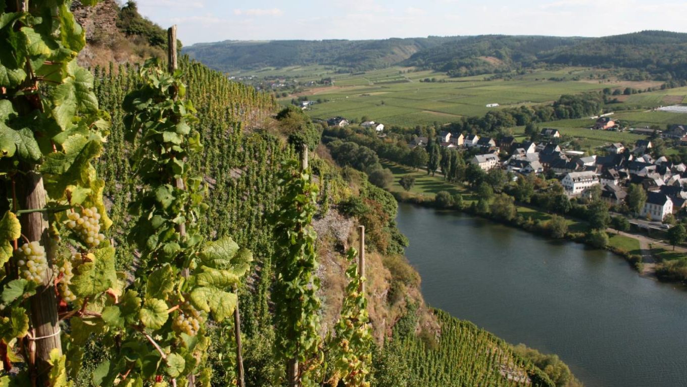 vineyard next to Mosel river surrounded by country side