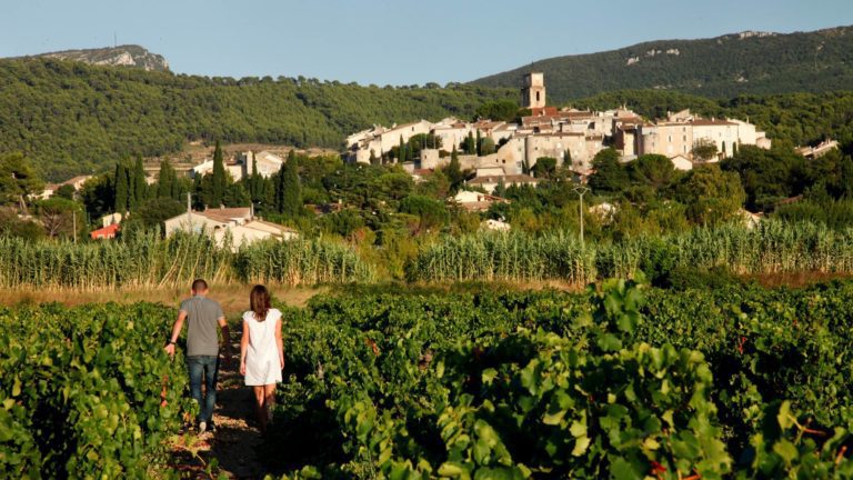 Two people walking through a vineyard in Rhone