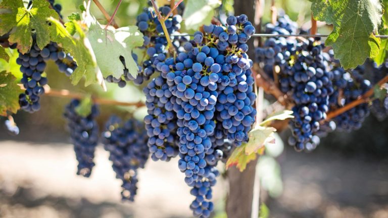 Bunches of Corvina grapes on the vine
