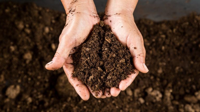 Close up of hands holding soil peat moss that's used in organic and biodynamic farming