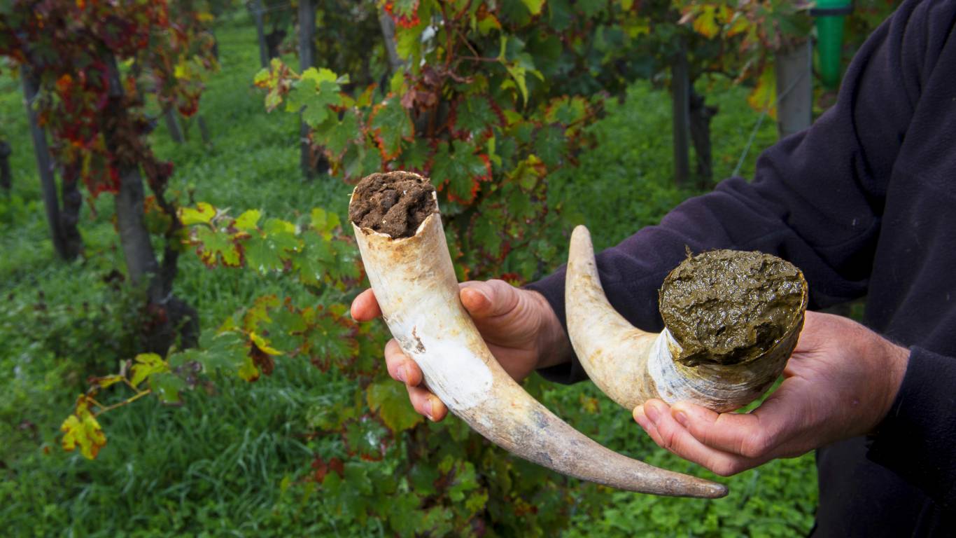 Cow horns filled with cow manure to make biodynamic horn manure 500 for use in vineyards