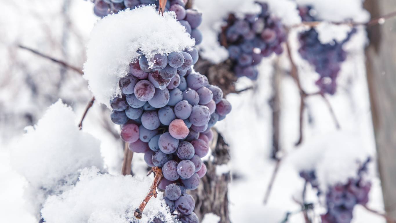 Frozen red grapes on the vine for making ice wine