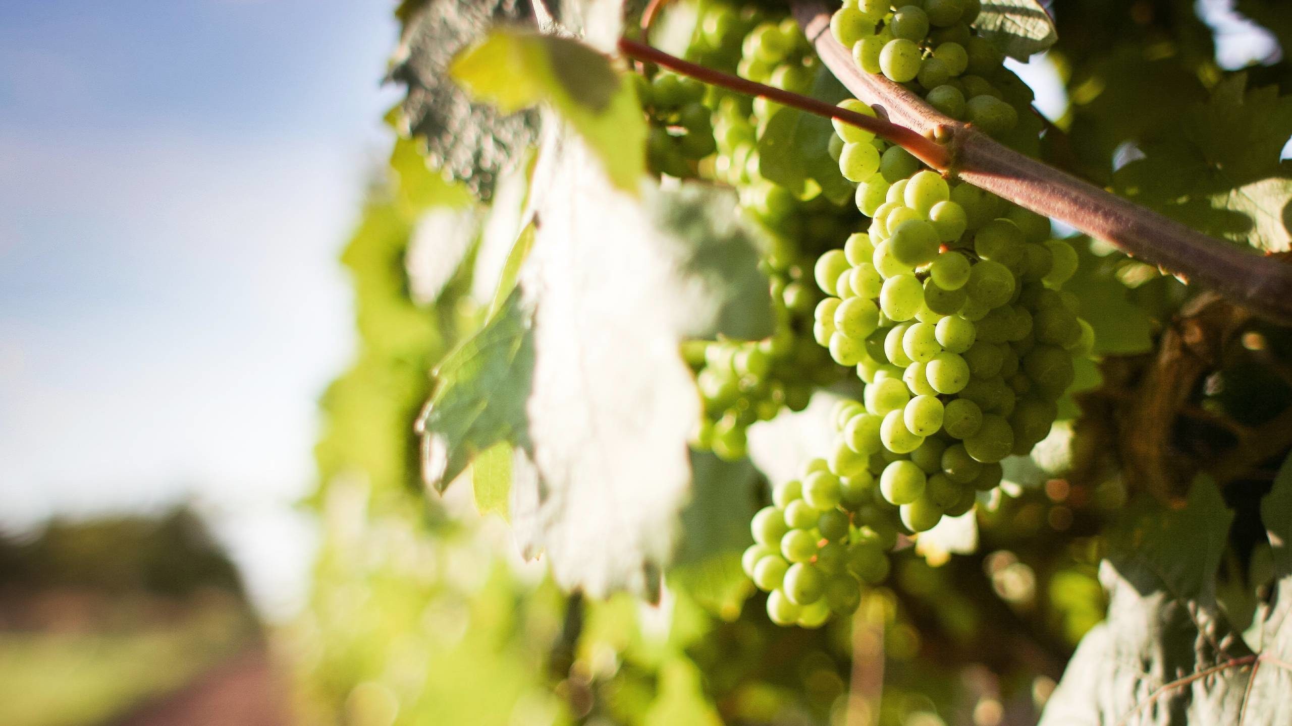 Vermentino grapes on the vine