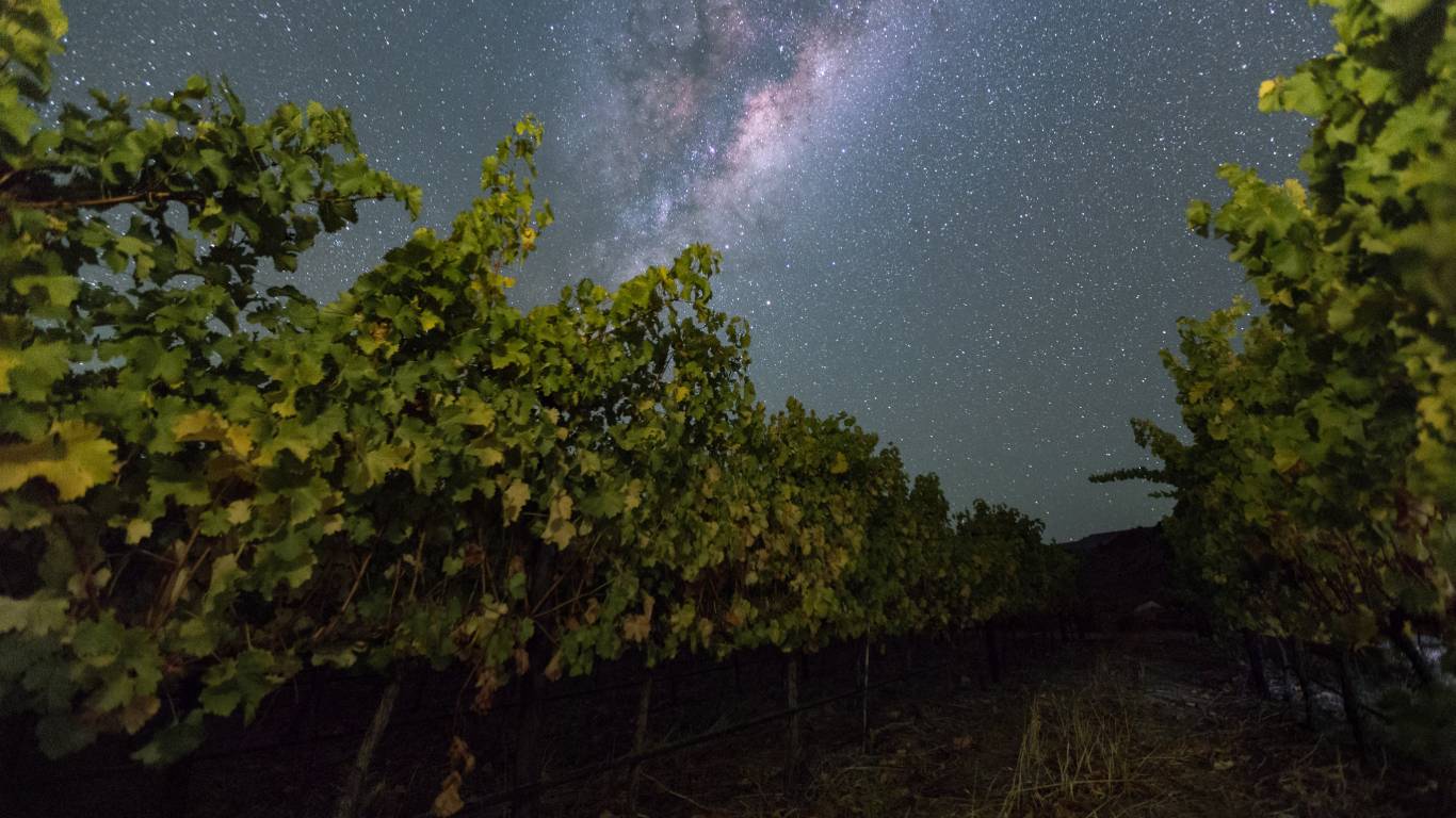 Vineyard at night with starry sky