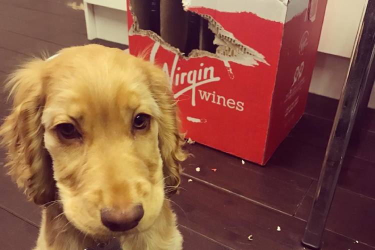 Dog sitting by torn up Virgin wines box