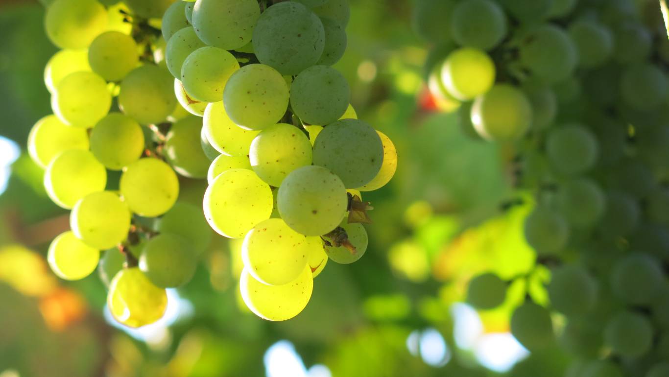 white grapes hanging on the vine