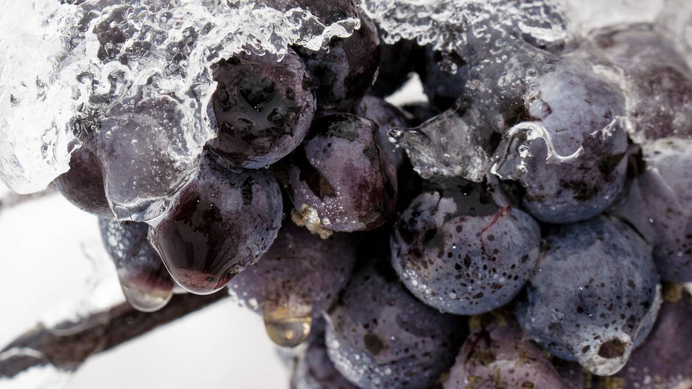 Closeup of red grapes on the vine covered in ice