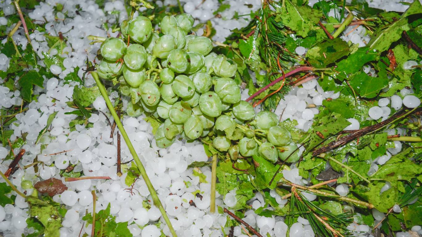 Damaged grapes on the ground covered in large hail stones