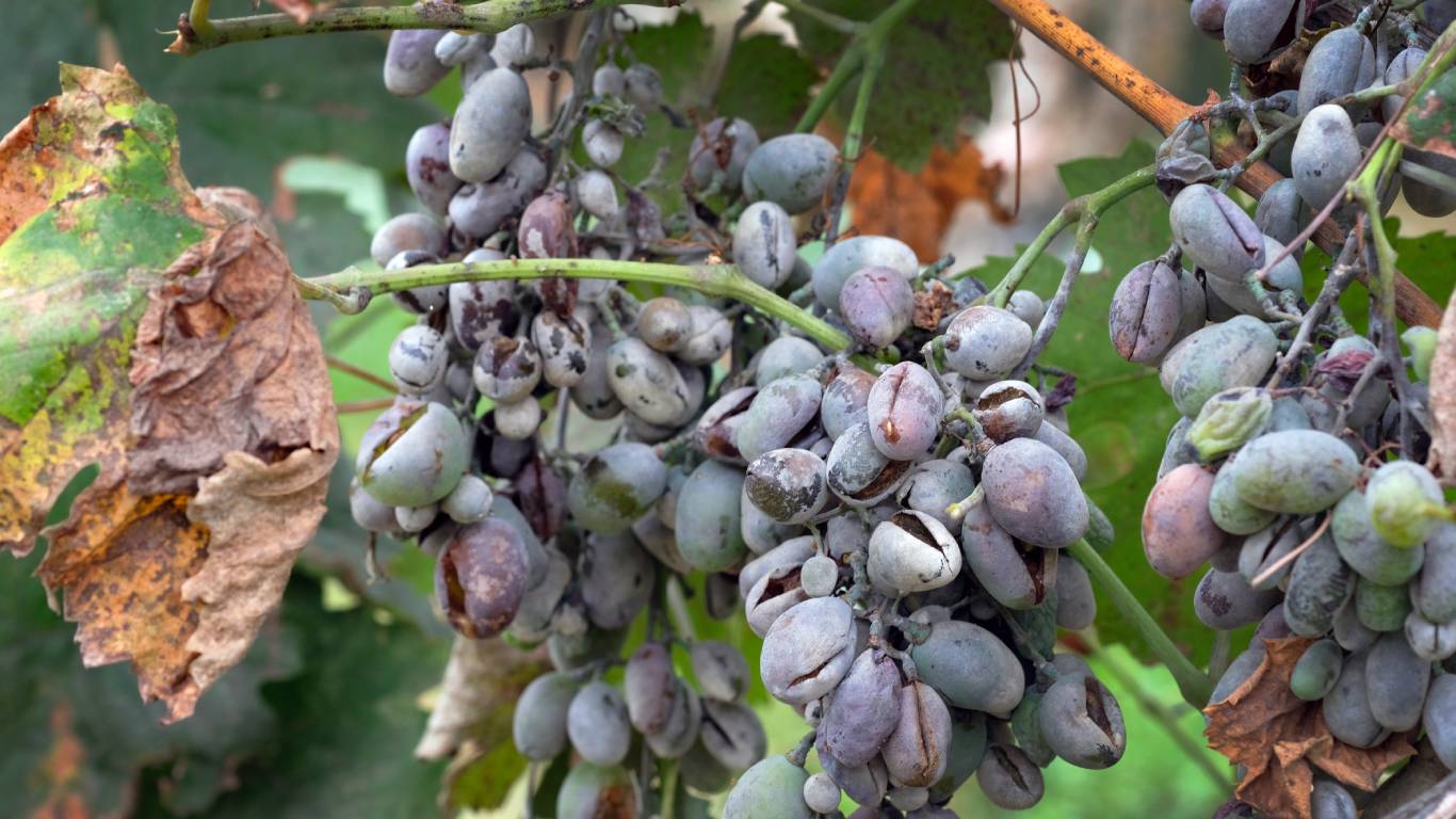 Rotten grapes on the vine affected by powdery mildew disease