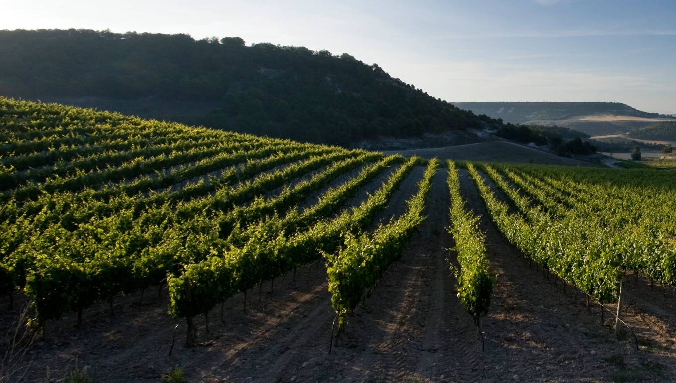 Vineyard in Ribera del Duero at sunset