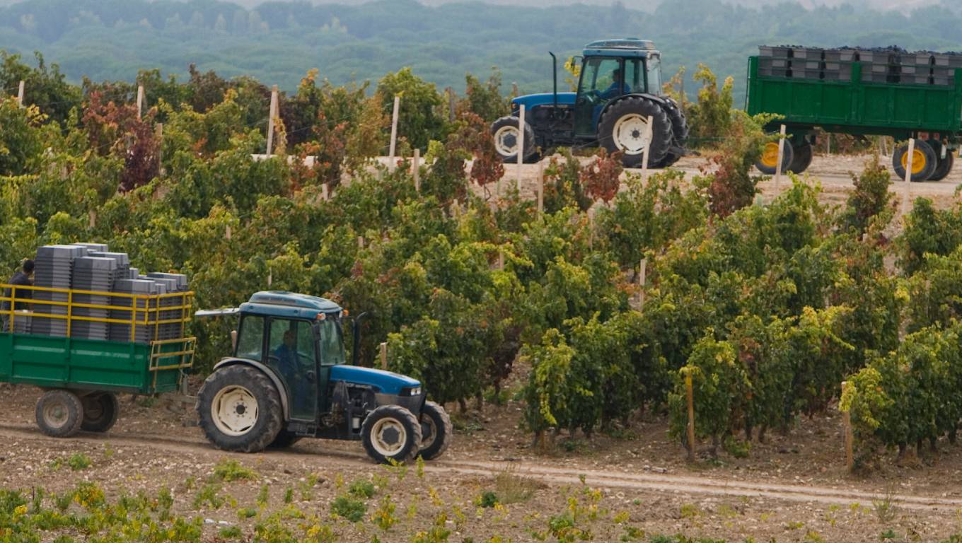 vineyards in Ribera del Duero with tractors harvesting grapes