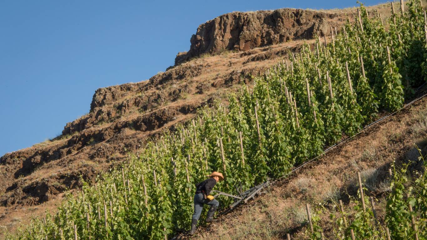 Man working in sloping vineyard in Washington state