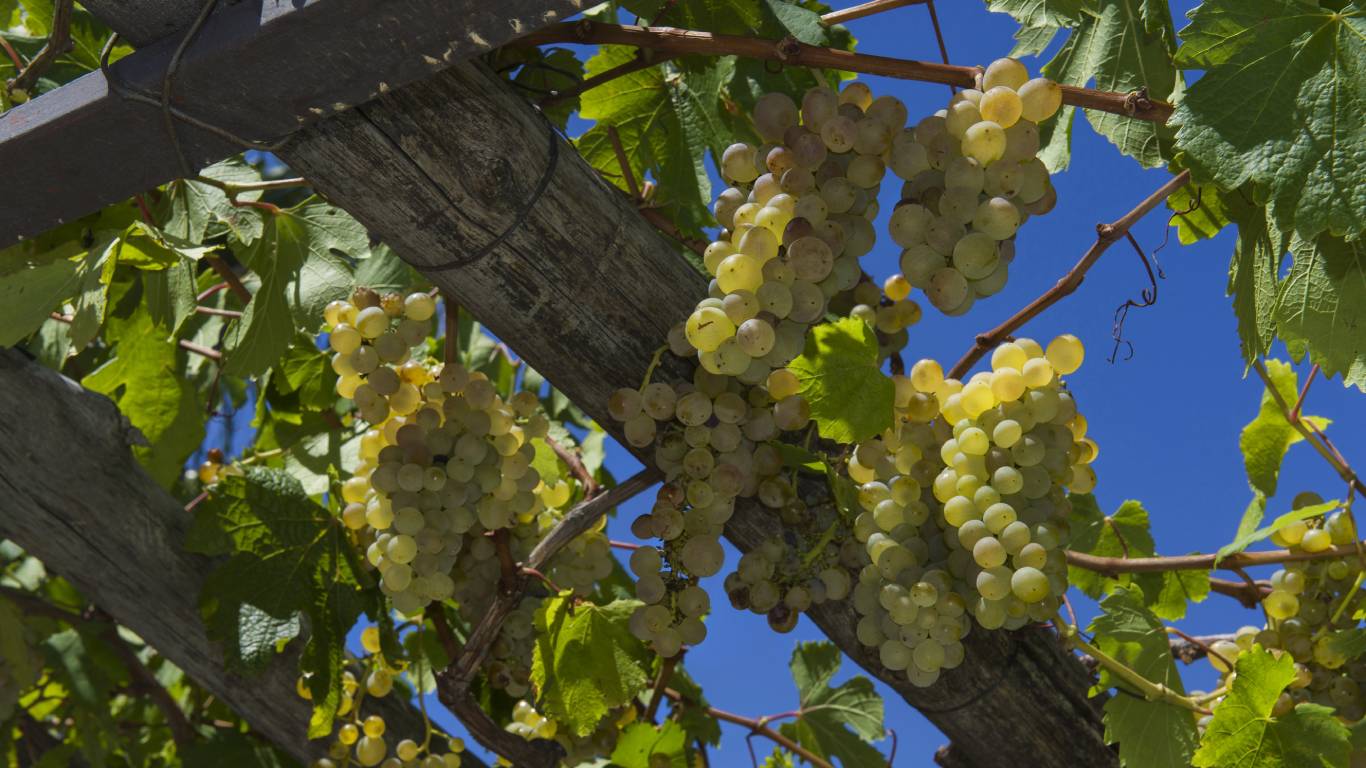 Pergola with sweet white grapes and blue skies on the Amalfi Coast in Italy