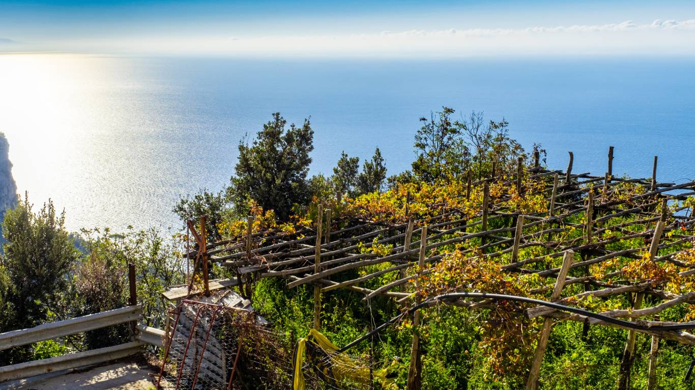 Vineyards among the hills along the Amalfi Coast in Italy