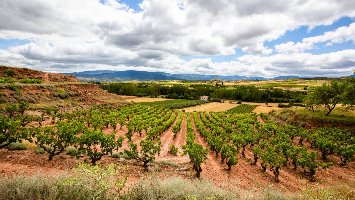 Rioja Rosado 和 Blanco：春季的西班牙粉红
