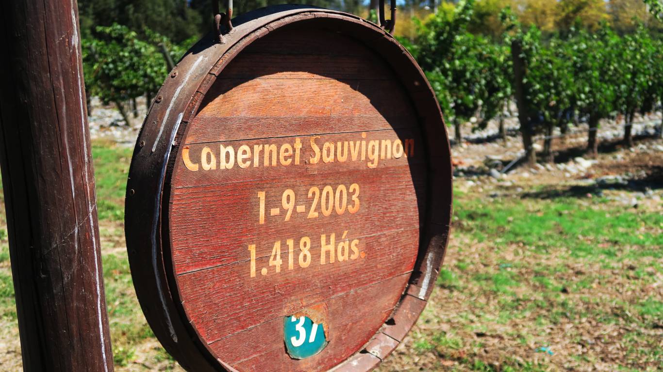 A Cabernet Sauvignon wooden sign hanging in front of Cabernet Sauvignon vines in a warm climate vineyard