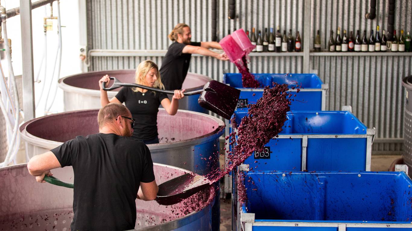 winemakers shovelling grapes, including skins that cause tannins in wine