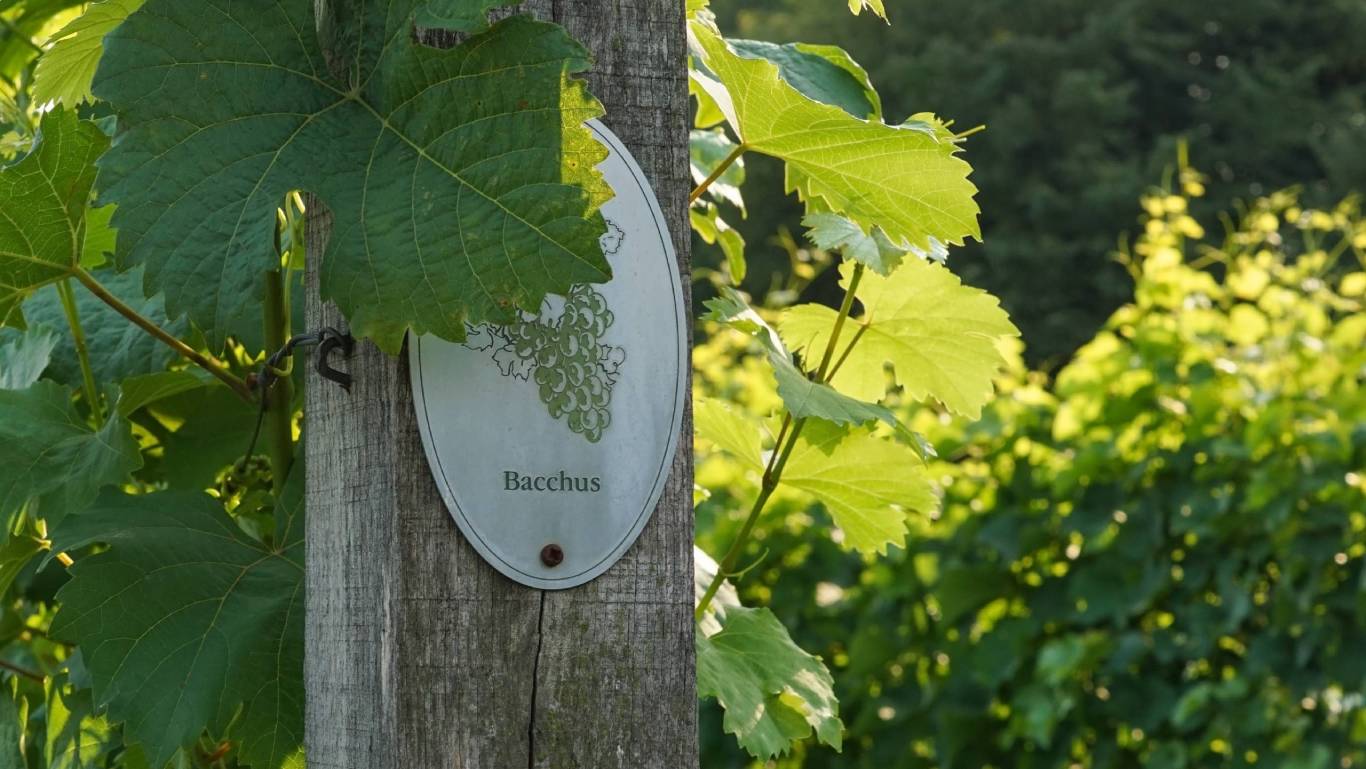 Vine plants with a Bacchus sign in a cool climate vineyard