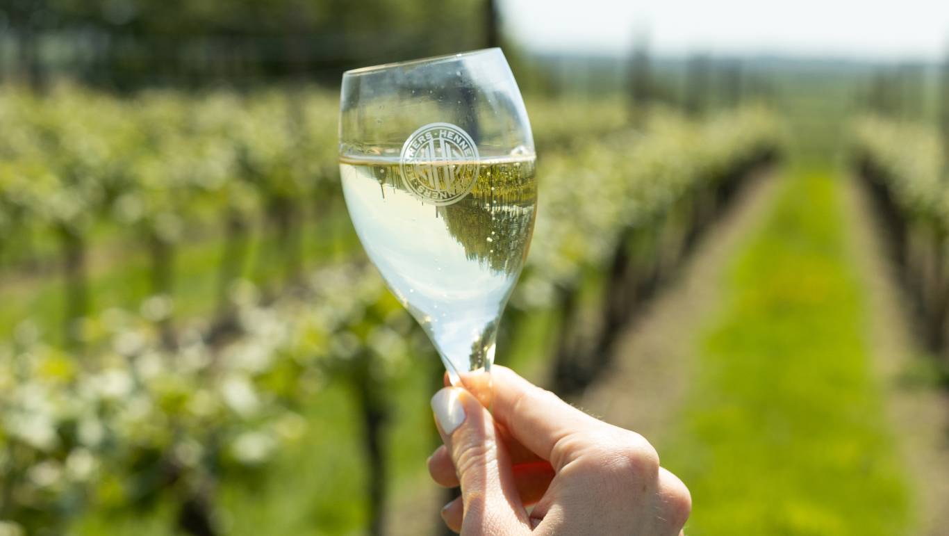 Woman holding up a glass of light-bodied sparkling wine in a cool climate vineyard in England