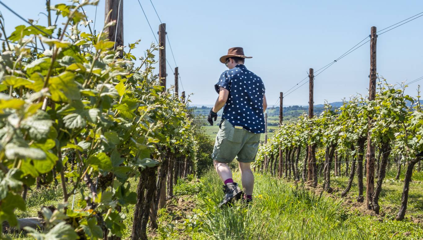 A man walking through the vineyard at Henners winery in Sussex, where the Platinum Jubilee English Sparkling Wine is made