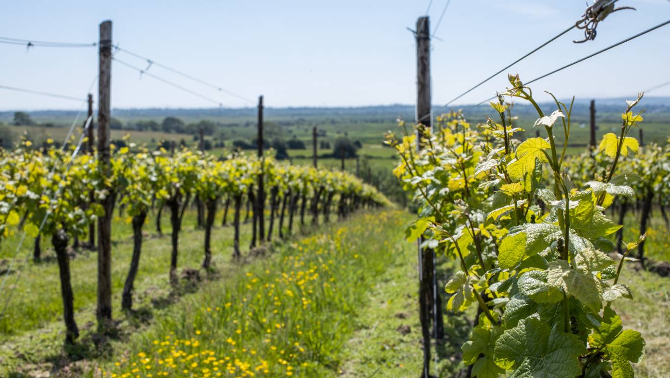 Henners vineyard in Sussex wine region in England