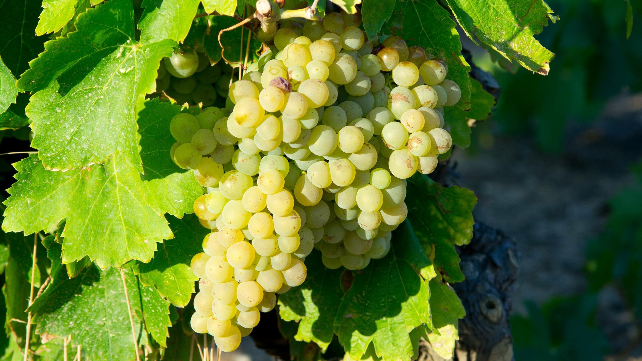 Garganega grapes on the vine in the sunshine