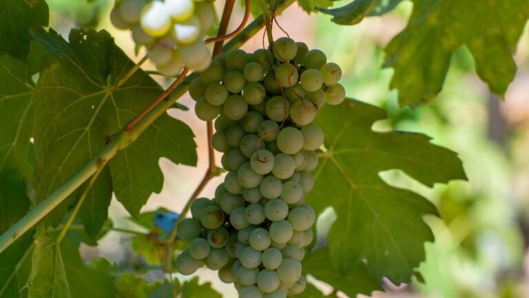 Grenache Blanc grapes on the vine in the shade