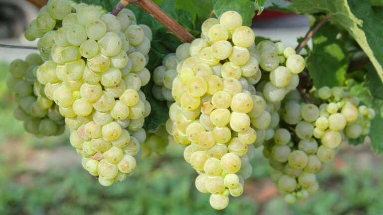 Gruner Veltliner grape on the vine ready for harvest