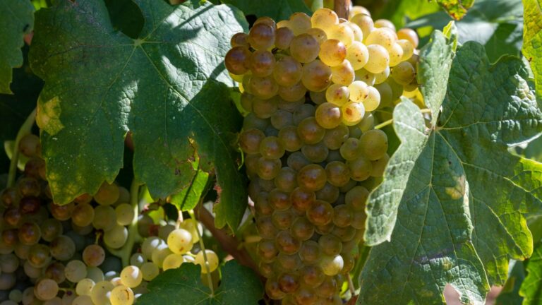 Marsanne grapes on the vine in the sunshine