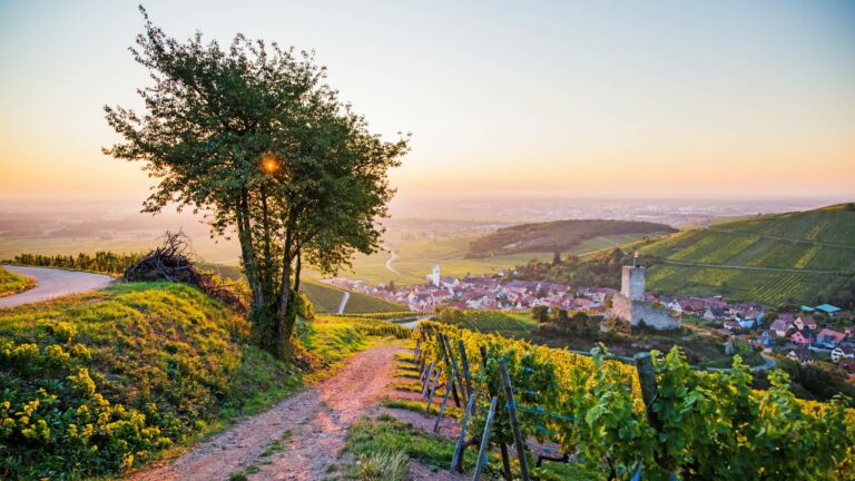 View over vineyard in Alsace