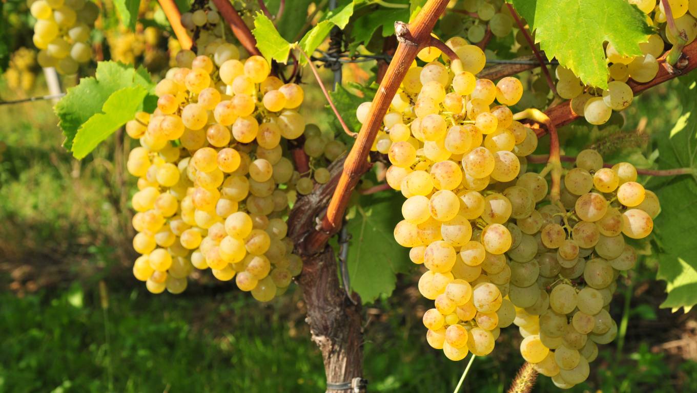 Bunches of Silvaner grpaes growing on the vine in Germany
