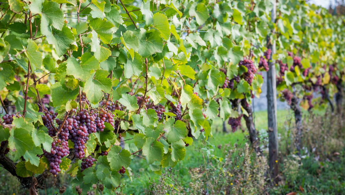 Gewurztraminer Grapes on vine in German vineyard