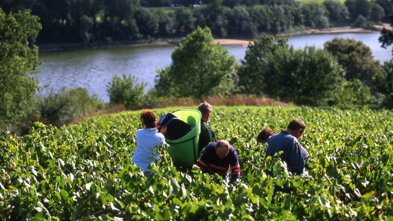 Group of people harvesting grapes in vineyard in Loir Valley