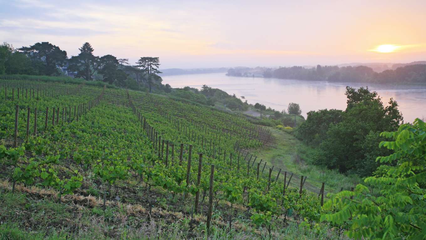View across Loire vineyard next to the Loire river