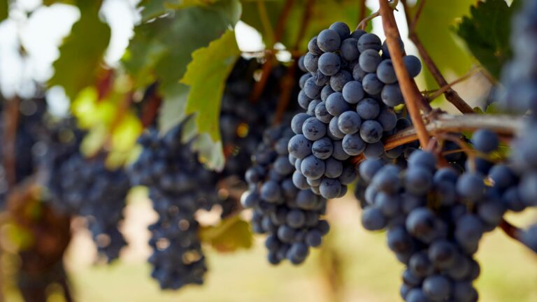 Bunches of healthy black grapes hanging on vines to represent carbon neutral wine retailer