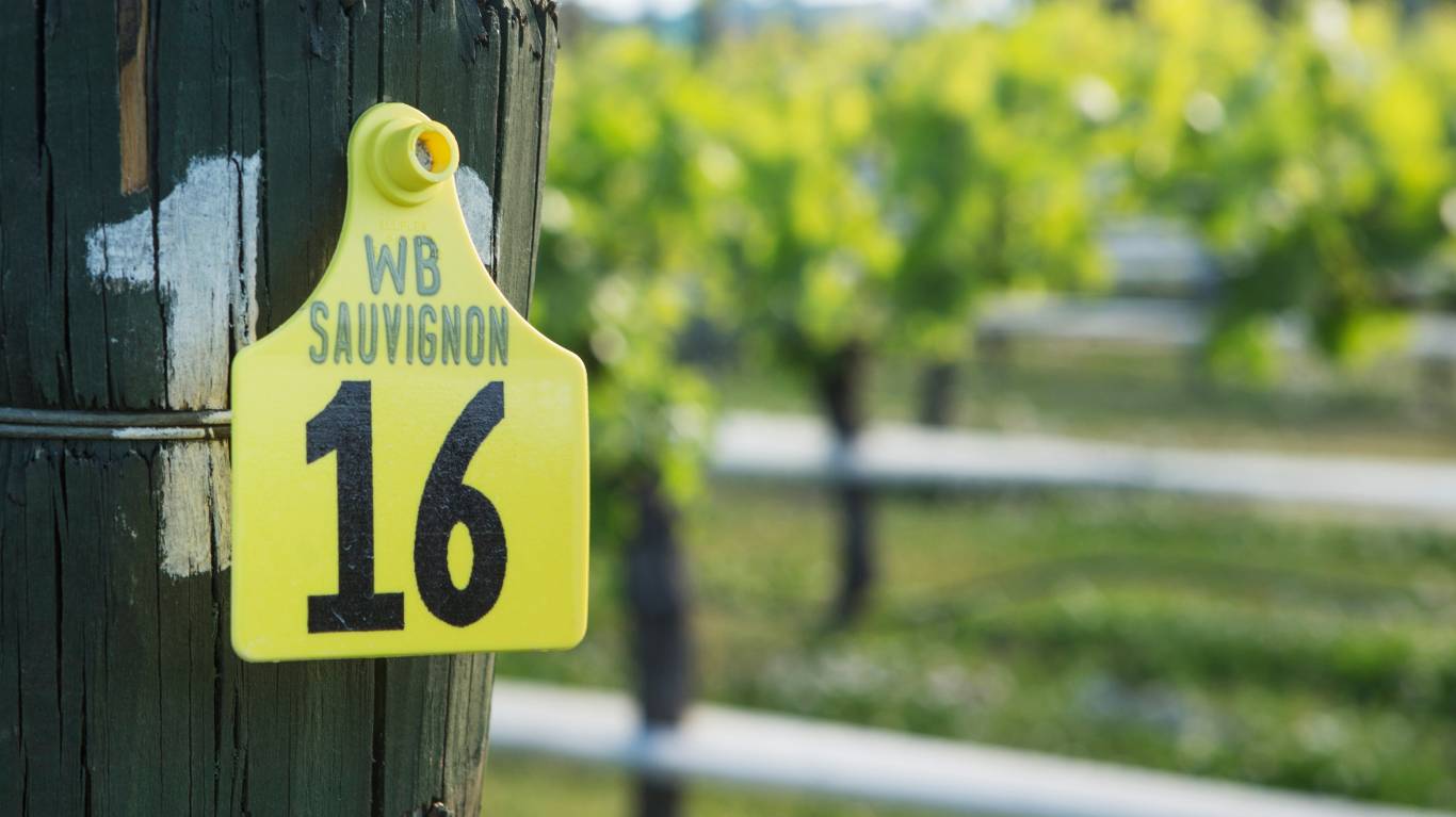 Sauvignon Blanc sign in a vineyard in New Zealand